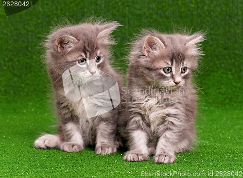 Image of Cute gray kittens