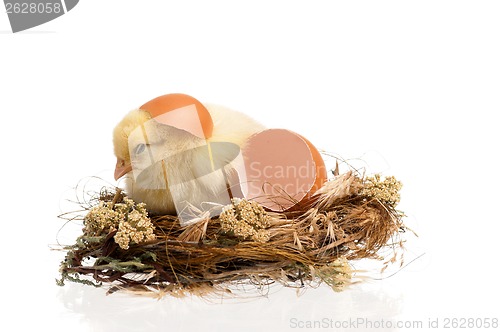 Image of Chicken in nest