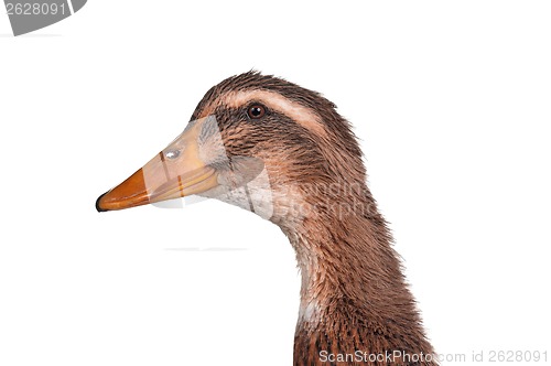 Image of Domestic duck