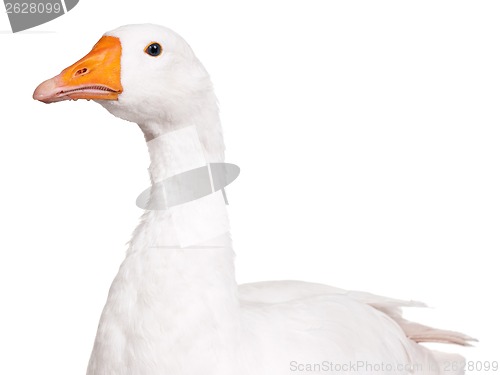 Image of Domestic goose