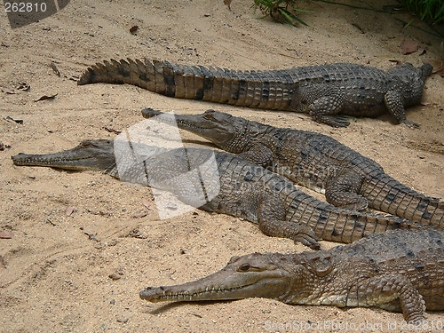 Image of crocodiles on the beach