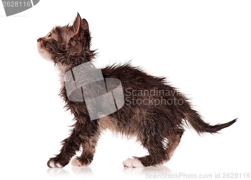 Image of Wet kitten