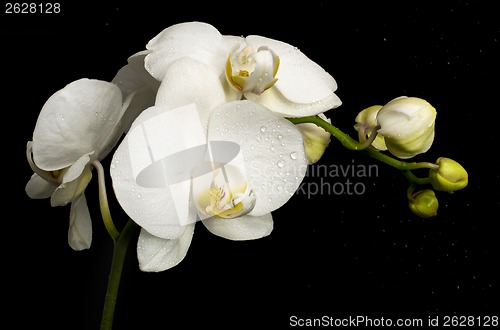 Image of Flowers of white orchid with buds