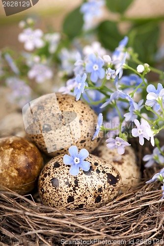 Image of Quail eggs in a nest, forget-me-nots