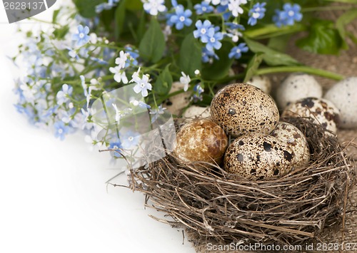 Image of Quail eggs in a nest, forget-me-nots