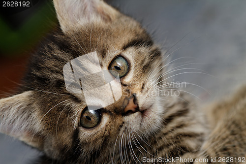 Image of Tabby kitten