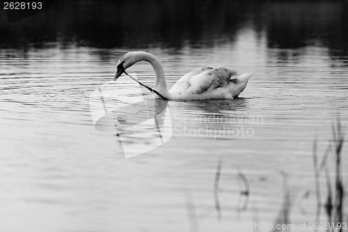 Image of Lonely swan