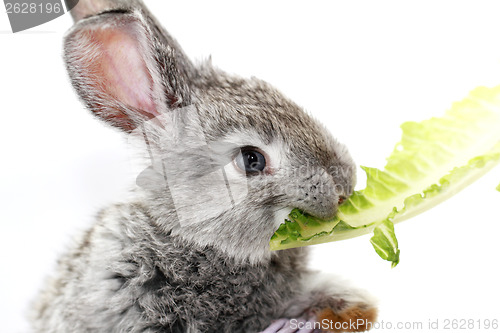 Image of Gray rabbit