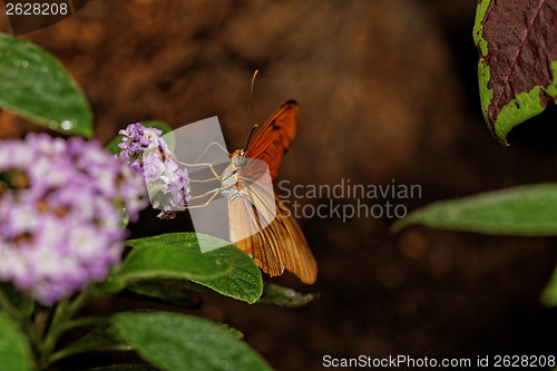 Image of Orange butterfly