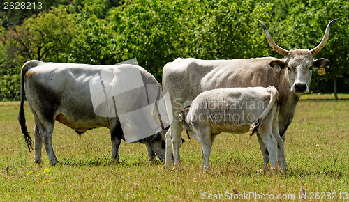 Image of Gray cattle