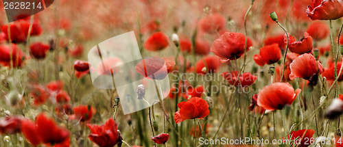 Image of Red poppies