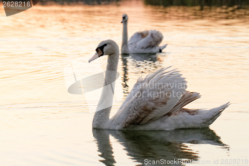 Image of Lonely swan