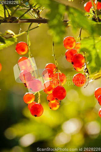 Image of illuminated by sunlight redcurrant berries