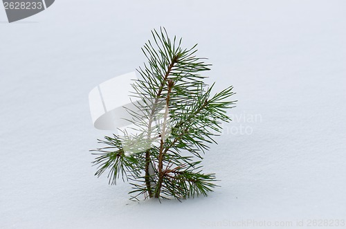 Image of Little pine tree in winter under the snow