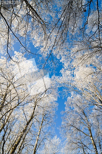 Image of Bottom view of the snow-covered Birch