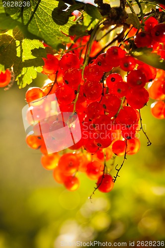 Image of illuminated by sunlight redcurrant berries