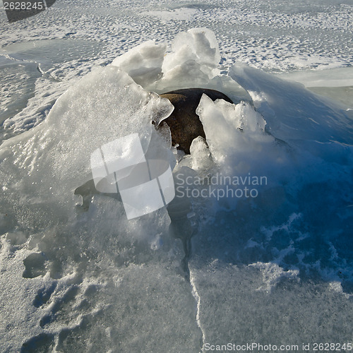 Image of  Stones in the ice on the Baltic Sea coast