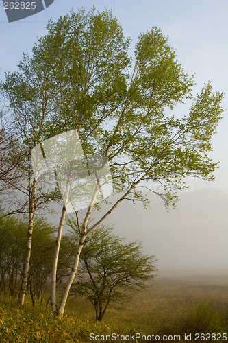 Image of Birch Trees