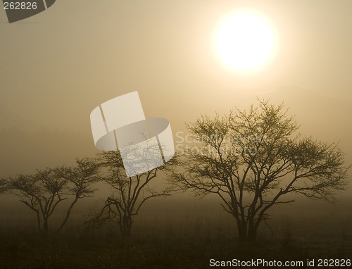 Image of Three Trees with Sun