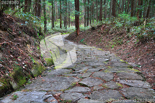 Image of Japan forest