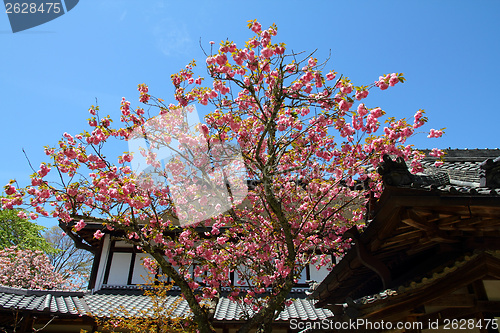 Image of Yoshino, Japan