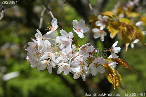 Image of Cherry blossom in Japan