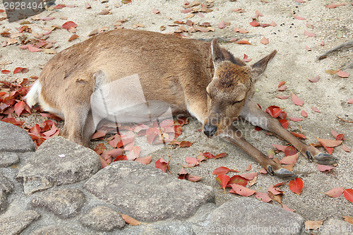 Image of Itsukushima deer