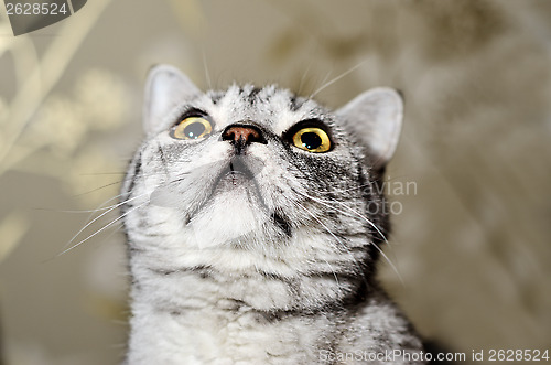 Image of british blue cat 