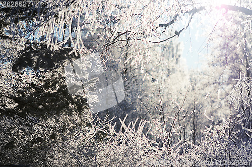Image of frosty forest on a sunny day
