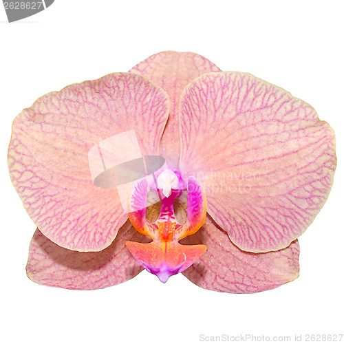 Image of Single romantic beautiful orchid