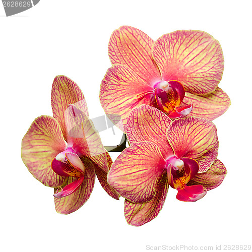 Image of Bunch of three gentle phalaenopsis