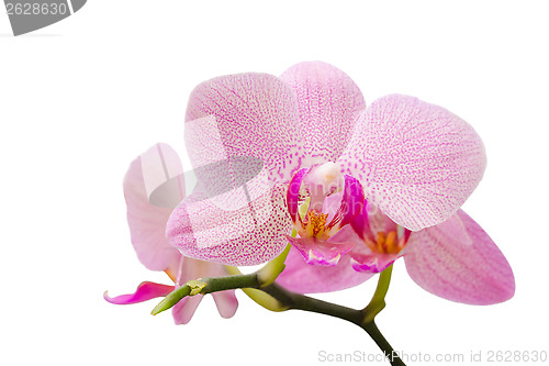 Image of Branch of gentle pastel soft pink orchid