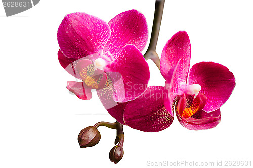 Image of Two purple orchids with buds on small branch