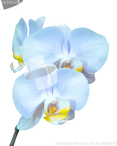 Image of Small branch with blue orchids flowers