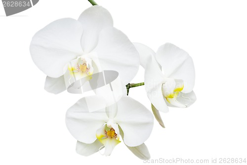 Image of Close-up branch with three delicate orchids