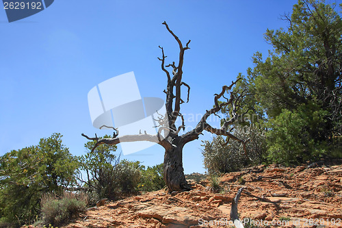 Image of On is own in the desert