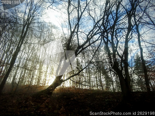 Image of Mystery Forest