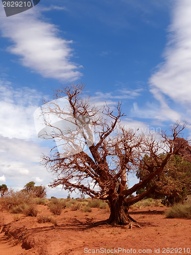 Image of Painted red tree