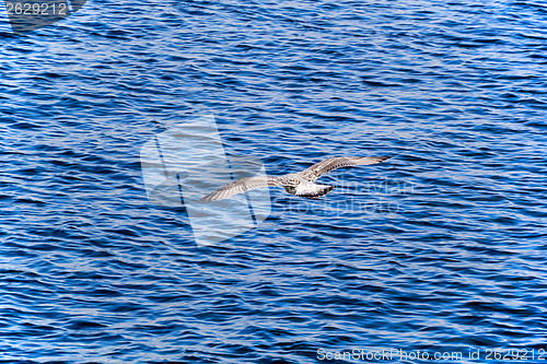 Image of Young European Herring Gull