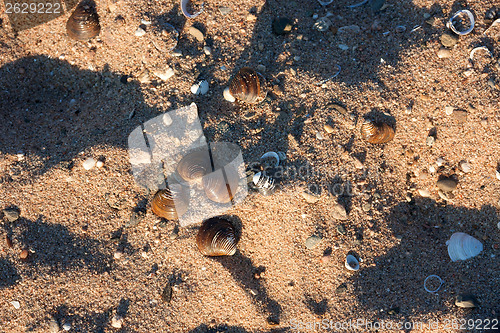 Image of Shells on the beach