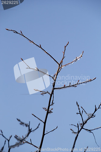 Image of Ice and snow in the morning