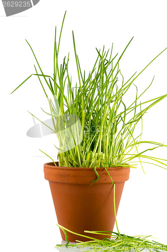 Image of Healthy fresh snack