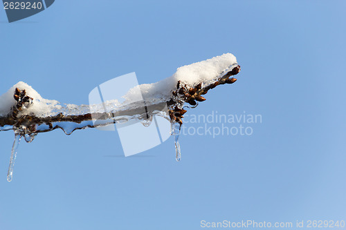 Image of Ice and snow in the morning