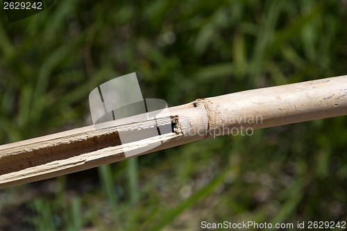 Image of Bamboo branch