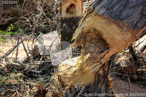 Image of After the beaver bite