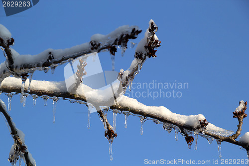 Image of Ice and snow in the morning