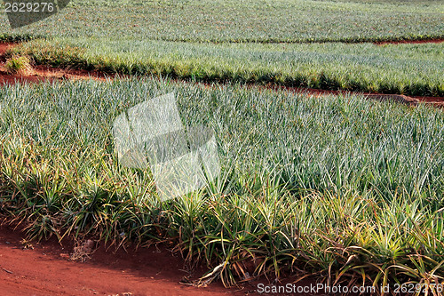 Image of Pineapple Orchard