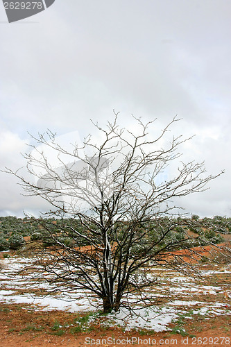 Image of Tree in winter