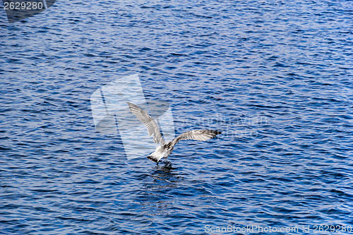 Image of Young European Herring Gull