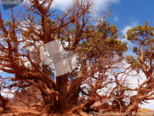 Image of Painted red tree